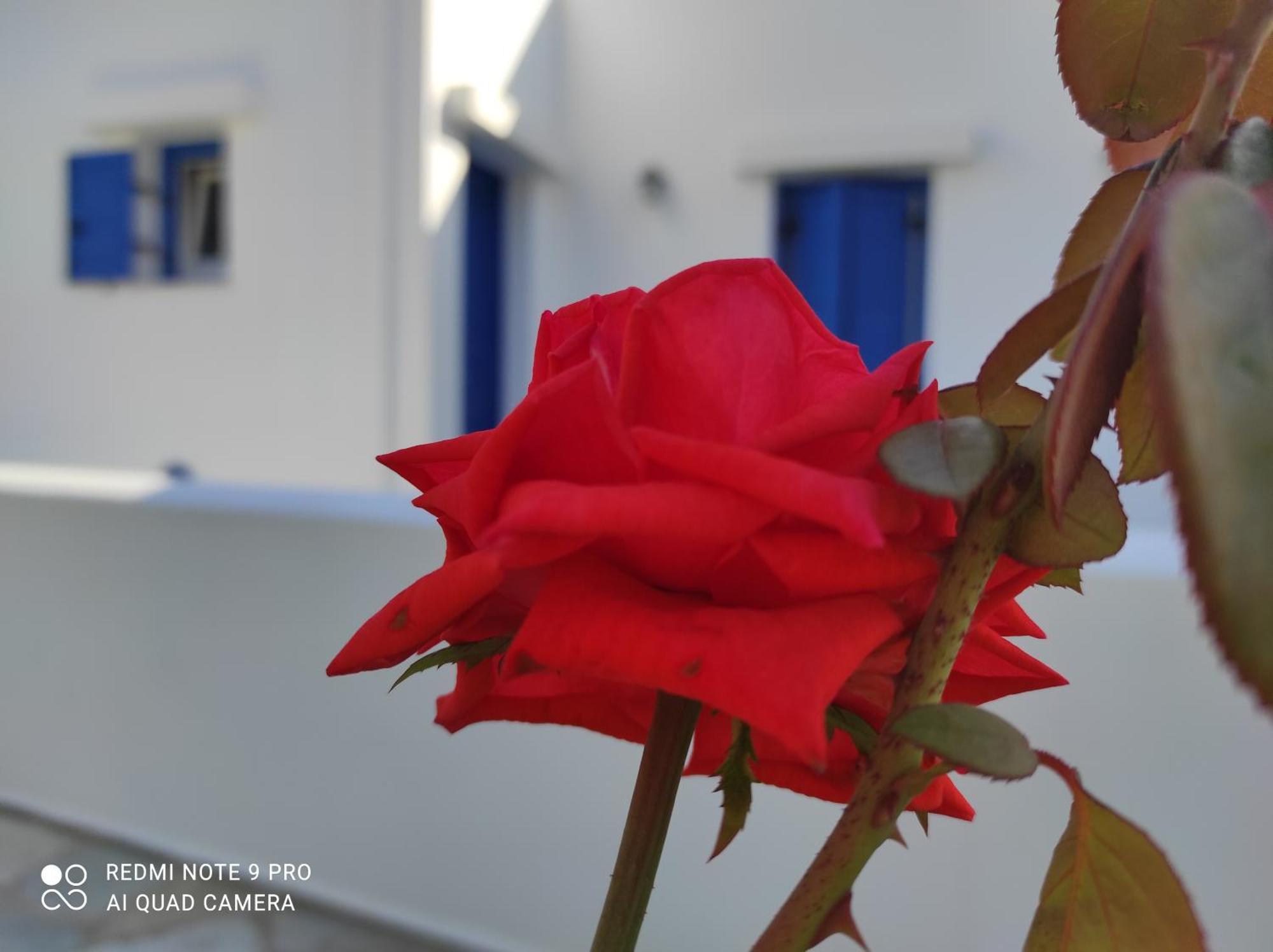 Studios Αγκυρα Λιβάδι Δωμάτιο φωτογραφία